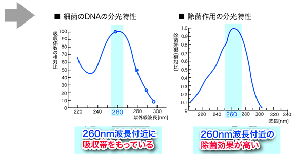 グラフ：細菌のDNAの分光特性（260nm波長付近に吸収帯をもっている）　除菌作用の分光特性（260nm波長付近の殺菌効果が高い）