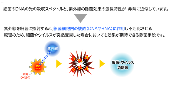 図：細菌のDNAの光の吸収スペクトルと、紫外線の除菌効果の波長特性が、非常に近似しています。紫外線を細菌に照射すると、細菌細胞内の核酸（DNAやRNA）に作用し不活化させる原理のため、細菌やウイルスが突然変異した場合においても効果が期待できる除菌手段です。